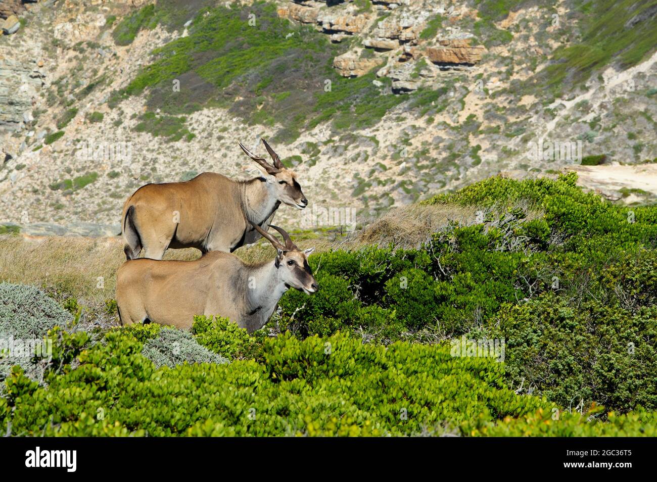 Terres communes, Tragelaphus oryx, Réserve naturelle du Cap de bonne espérance, péninsule du Cap, Afrique du Sud Banque D'Images