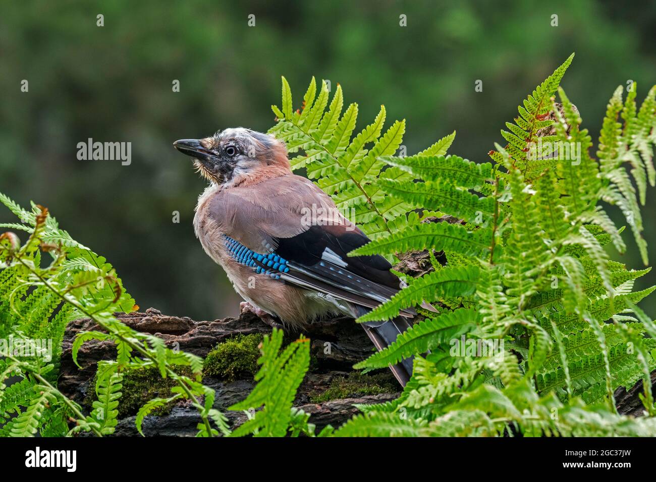 geai eurasien / geai européen (Garrulus glandarius / Corvus glandarius) juvénile perché sur le tronc de l'arbre avec des fougères en forêt Banque D'Images