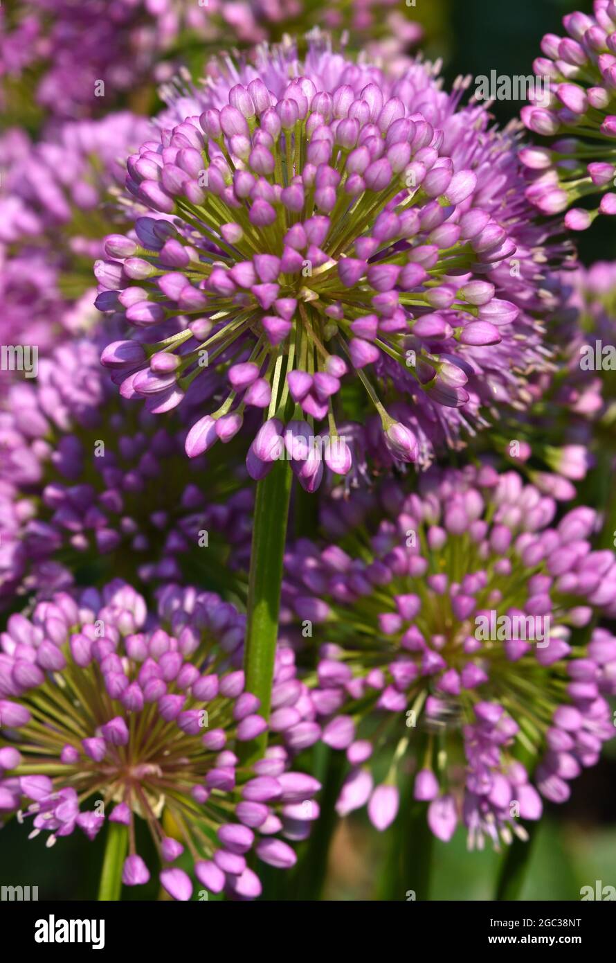 Fleurs d'allium pourpres avec tiges vertes. Banque D'Images