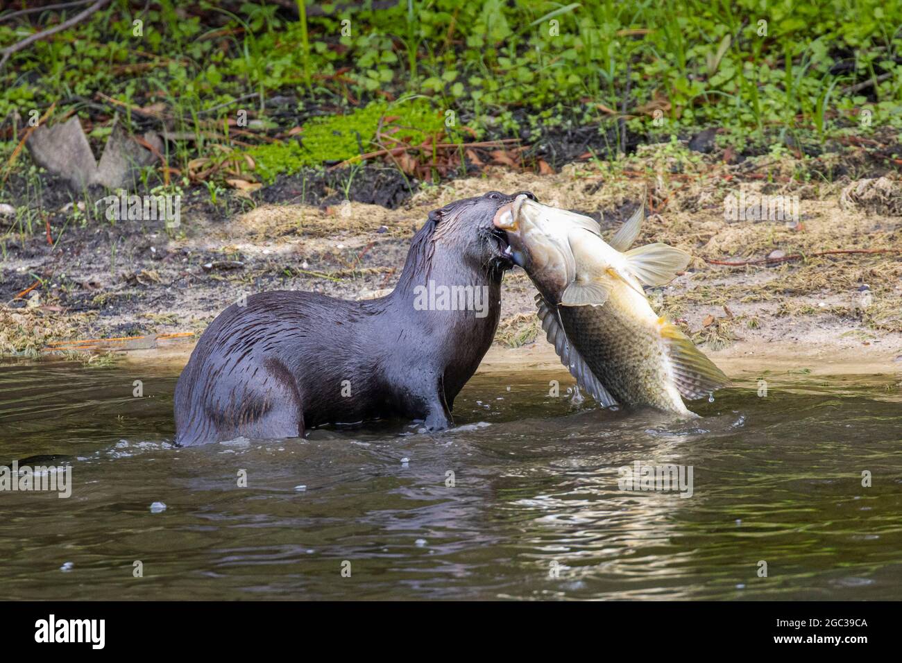 Une loutre de rivière nord-américaine, Lontra canadensis, qui fourraille et se nourrit d'un poisson-fond à nageoires de mer ou d'un poisson-chat blindé. Banque D'Images