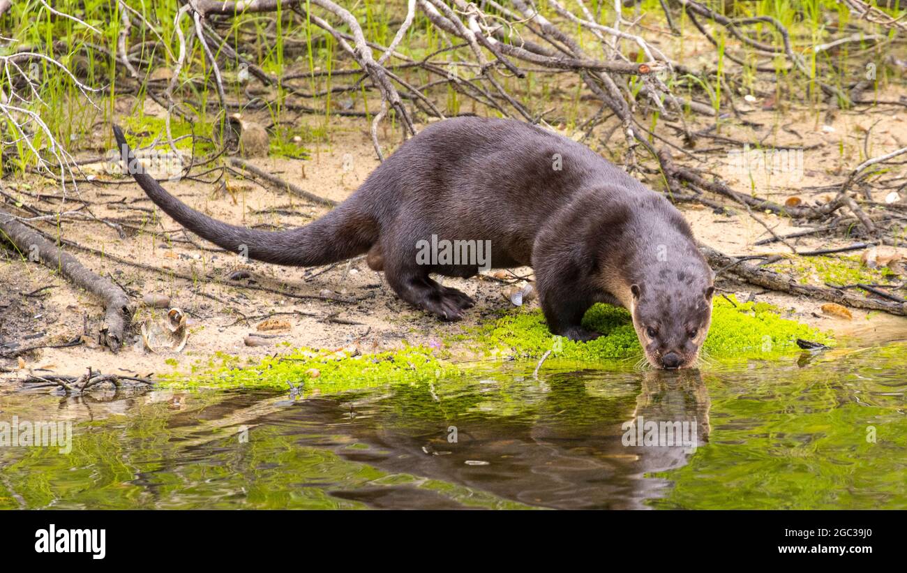 Une loutre de rivière nord-américaine, Lontra canadensis, qui fourraille et se nourrit d'un poisson-fond à nageoires de mer ou d'un poisson-chat blindé. Banque D'Images