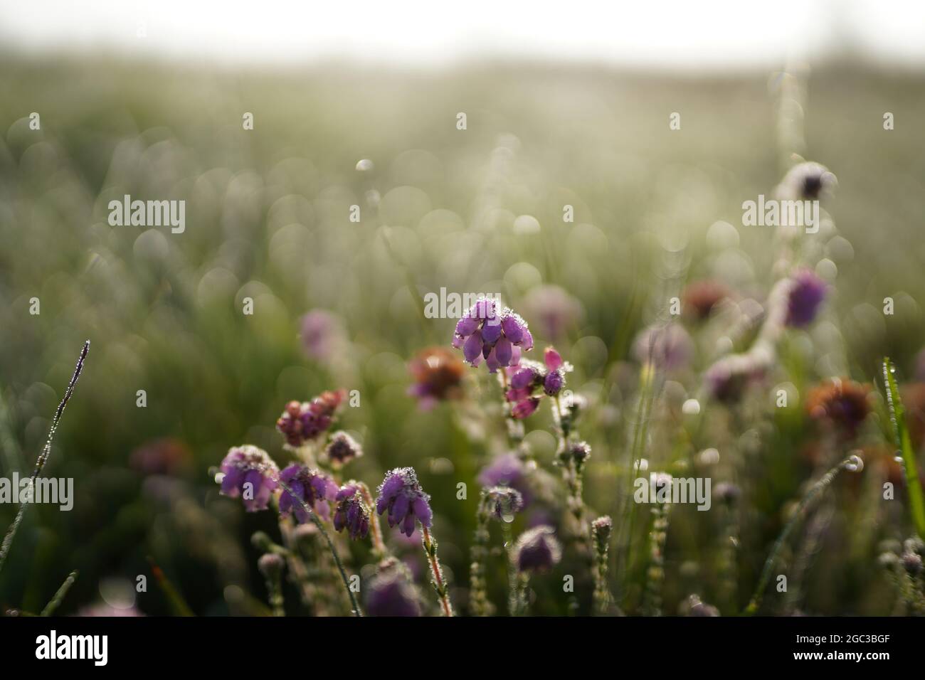 Fleurs violettes dans un champ le matin, gros plan Banque D'Images