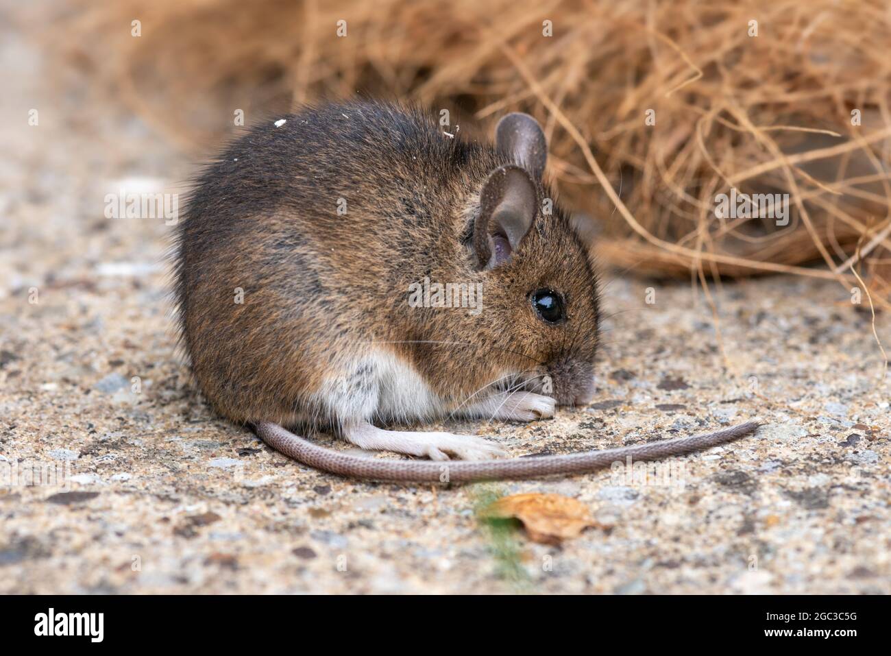 Souris Banque D'Images