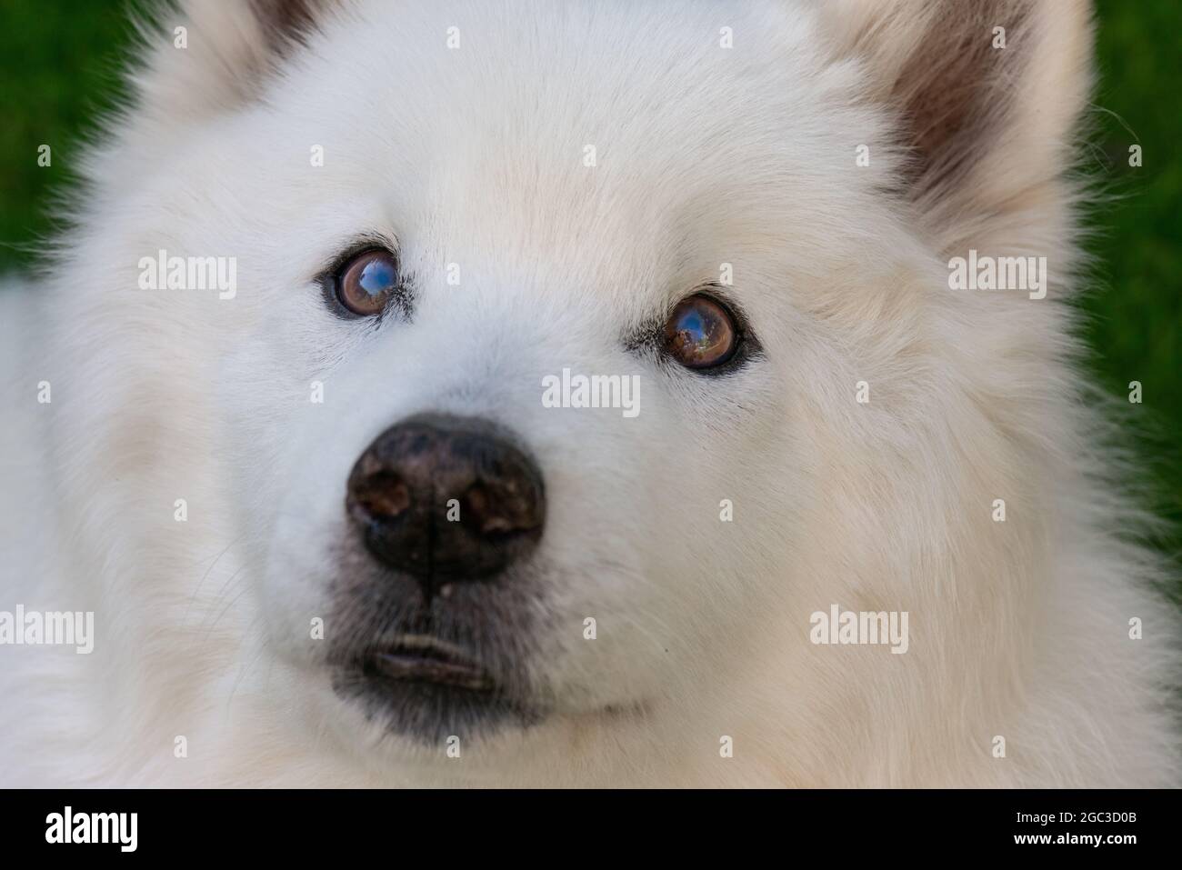 Chien Samoyède Banque D'Images