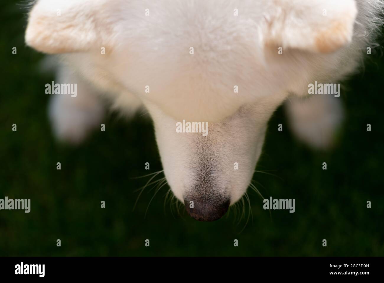 Chien Samoyède Banque D'Images