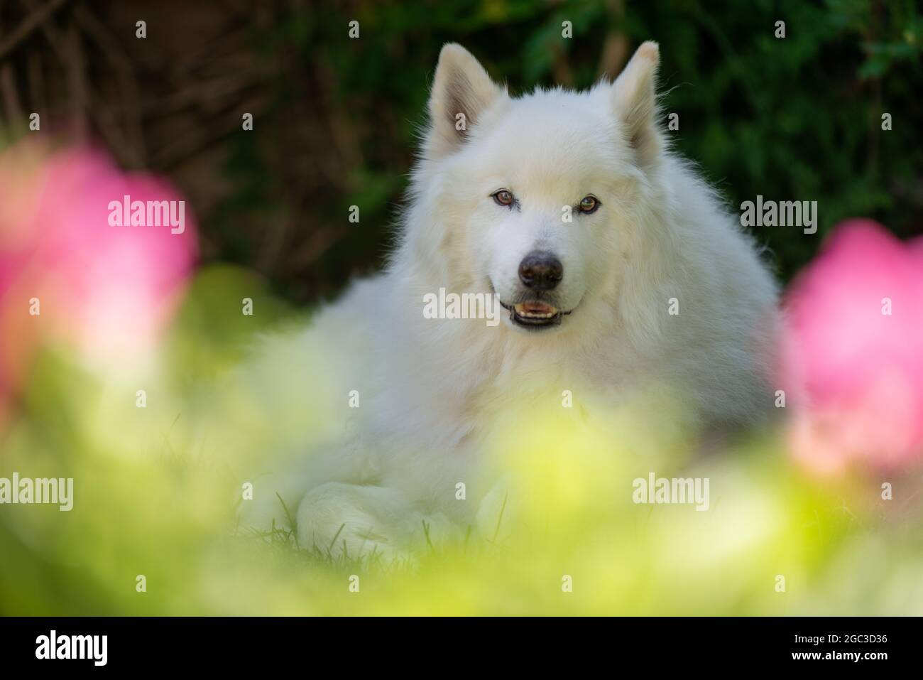 Chien Samoyède Banque D'Images