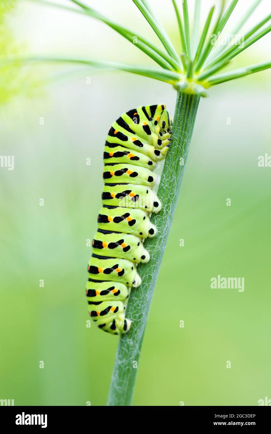 Chenille noire avec des taches jaunes Banque de photographies et d’images à haute résolution Alamy