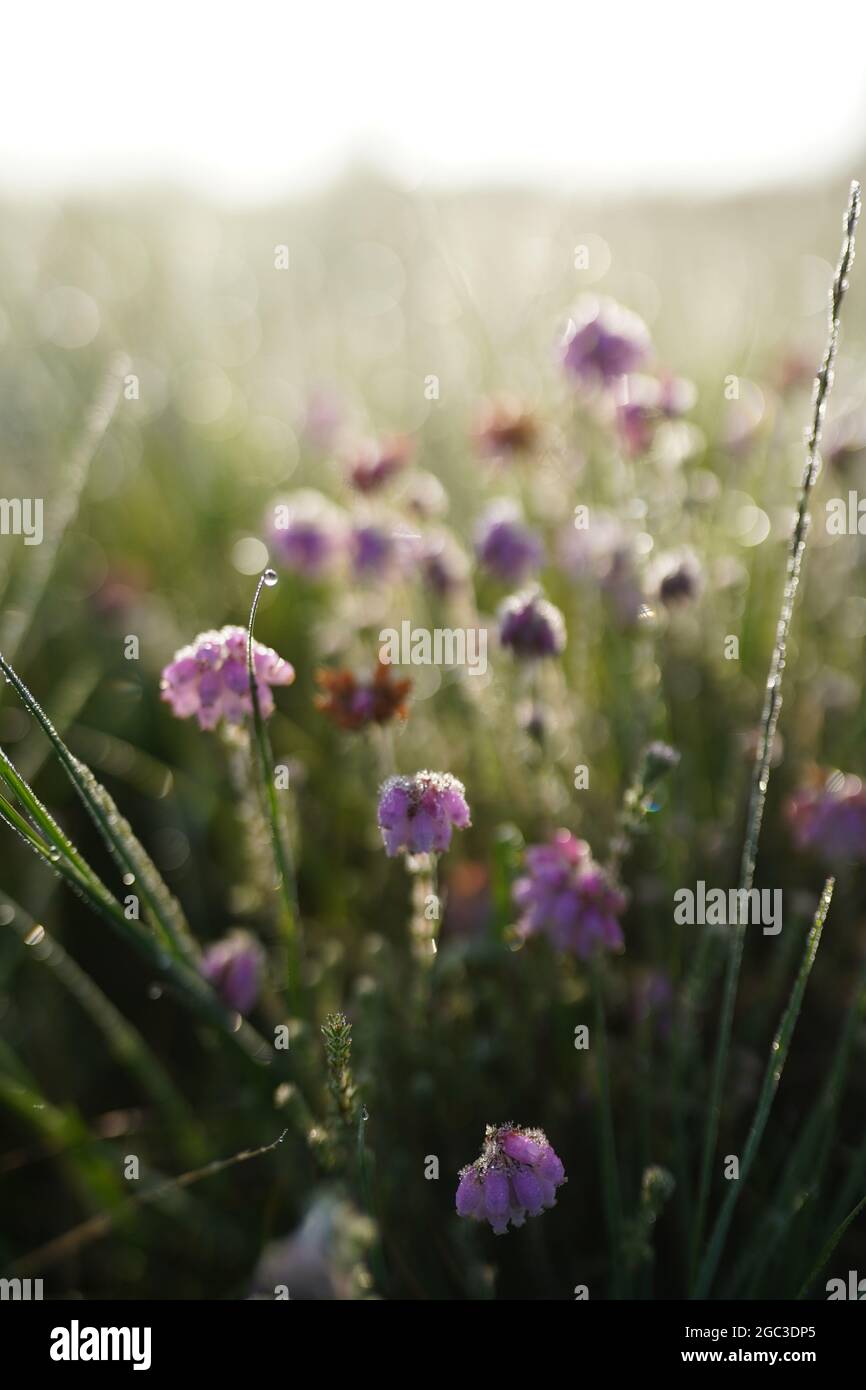 Fleurs violettes dans un champ le matin, gros plan Banque D'Images