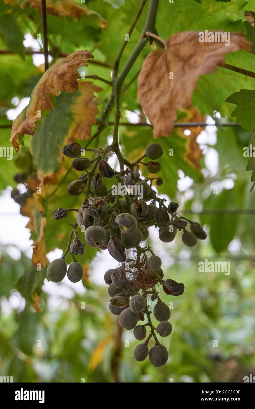 Les raisins dévastés par la sécheresse de longue date Banque D'Images