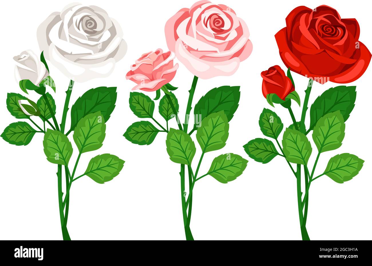 De beaux bouquets avec des boutons de fleurs de roses isolées Illustration de Vecteur