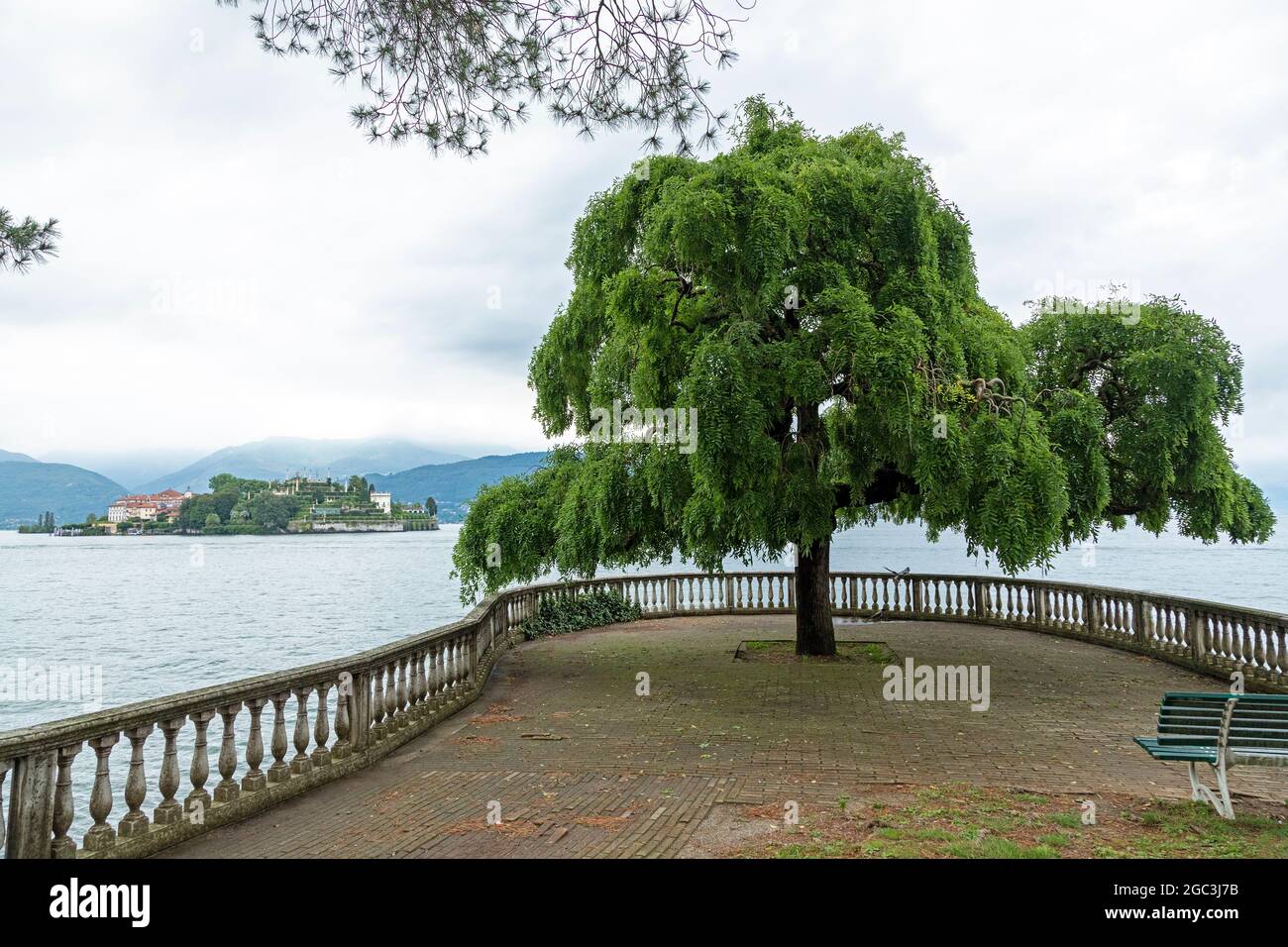 Arbre au bord du lac, Isola Bella, Stresa, Lac majeur, Piémont, Italie Banque D'Images