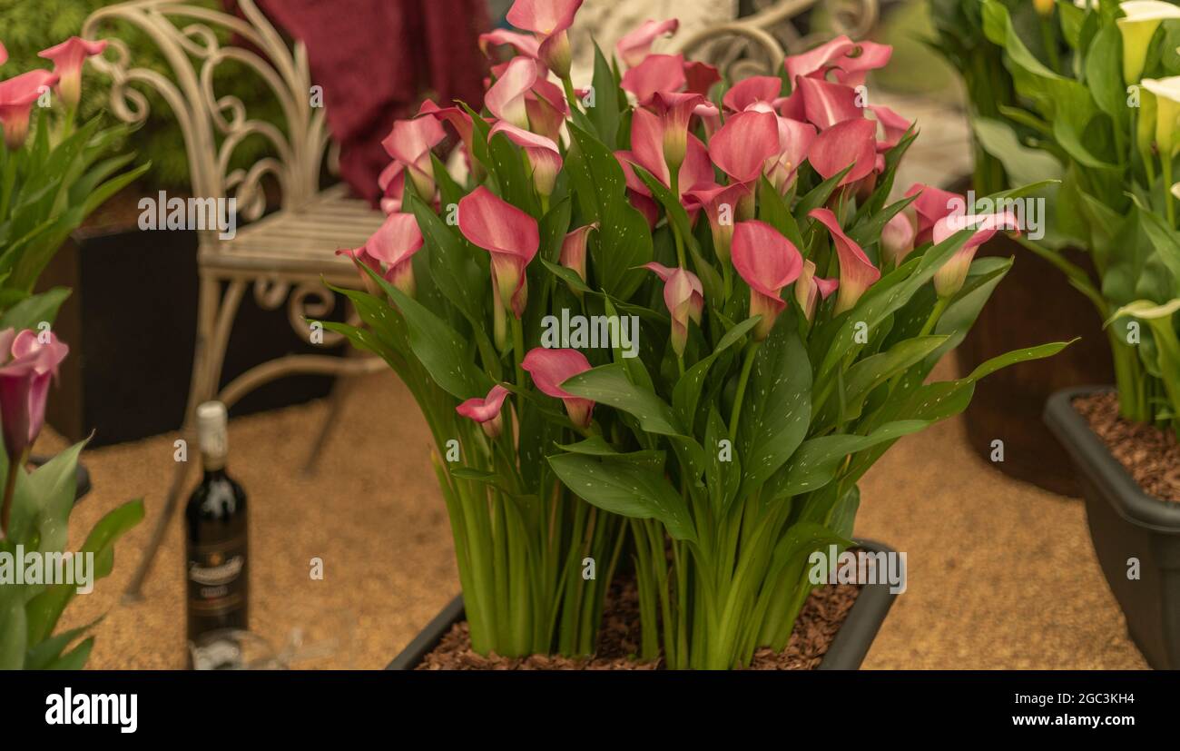 Le Calla Lilies magenta et une bouteille de vin créent un arrière-plan Banque D'Images