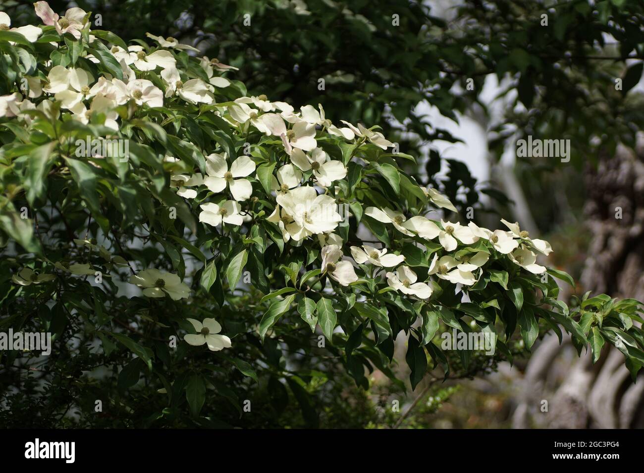 Les bractées blanches de Cornus capitata Banque D'Images