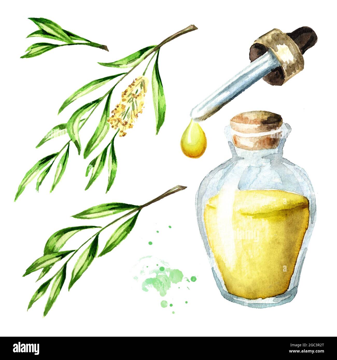 Ensemble d'huile essentielle pour arbre à thé. Plante médicinale et cosmétique, Aquarelle illustration dessinée à la main isolée sur fond blanc Banque D'Images