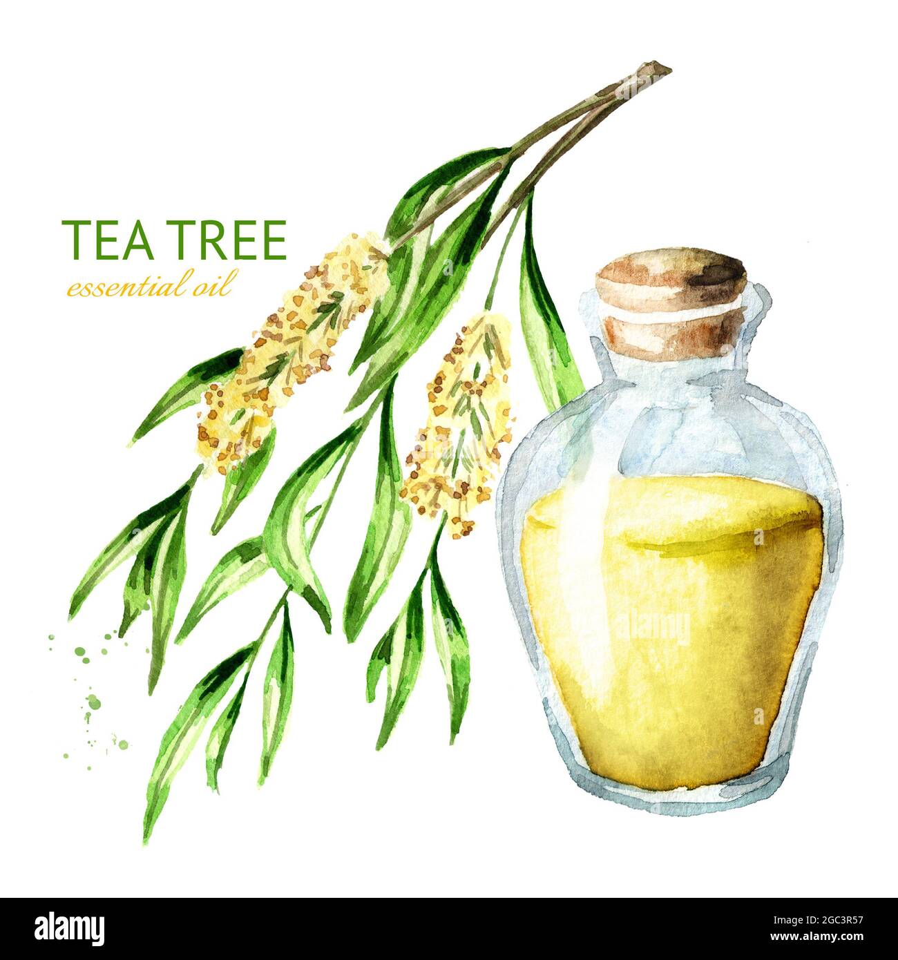 Huile essentielle d'arbre de thé. Plante médicinale et cosmétique, Aquarelle illustration dessinée à la main isolée sur fond blanc Banque D'Images
