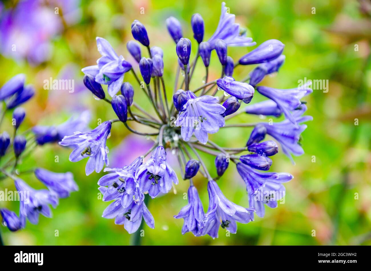 Vue rapprochée d'une fleur violette d'Agapanthus ou de Lily du Nil. Banque D'Images