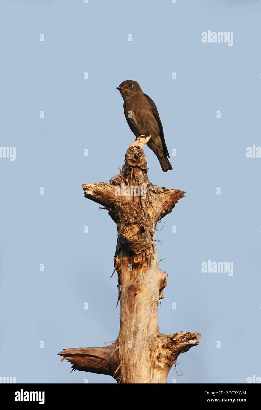 Moussapa sibirica (Muscicapa sibirica), adut perché sur un nain mort, oiseau très foncé Kaeng Krachan NP, Thaïlande Février Banque D'Images