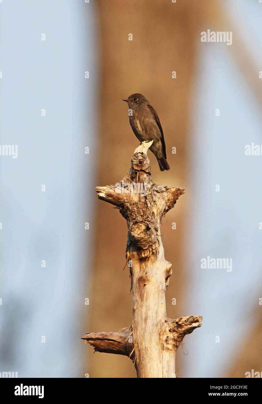 Moussapa sibirica (Muscicapa sibirica), adut perché sur un nain mort, oiseau très foncé Kaeng Krachan NP, Thaïlande Février Banque D'Images