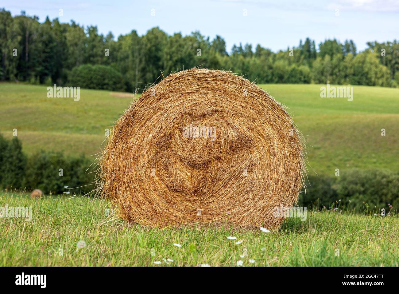 rouleau de fourrage sur le champ de gros plan Banque D'Images