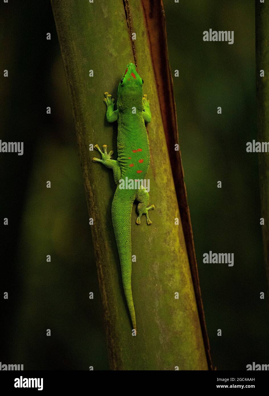 Photo verticale d'un lézard vert sur un arbre dans un jardin à la lumière du jour avec un arrière-plan flou Banque D'Images