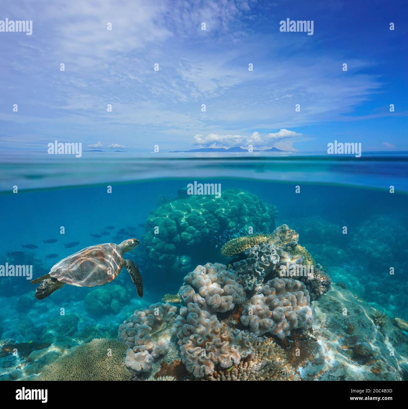 Paysage marin tropical, récif de corail sous-marin et îles à l'horizon, vue partagée sous la surface de l'eau, océan Pacifique sud, Océanie Banque D'Images