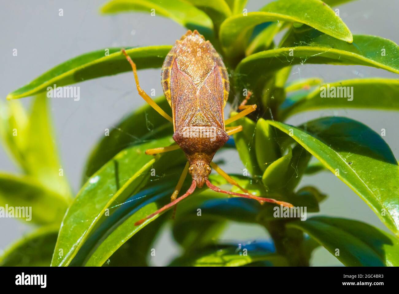 Gros plan d'un insecte d'insecte d'insecte d'insecte d'insecte d'armoise, Dolycoris baccarum, rampant sous la lumière du soleil dans la végétation. Banque D'Images