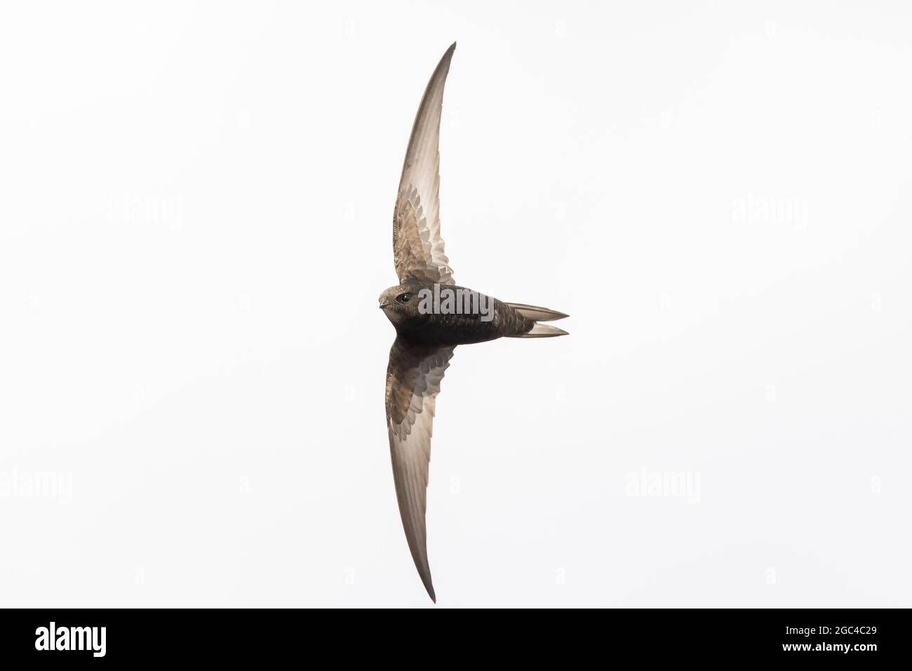 Apus apus, un Apus rapide commun, avalez l'oiseau en vol sur fond blanc Banque D'Images