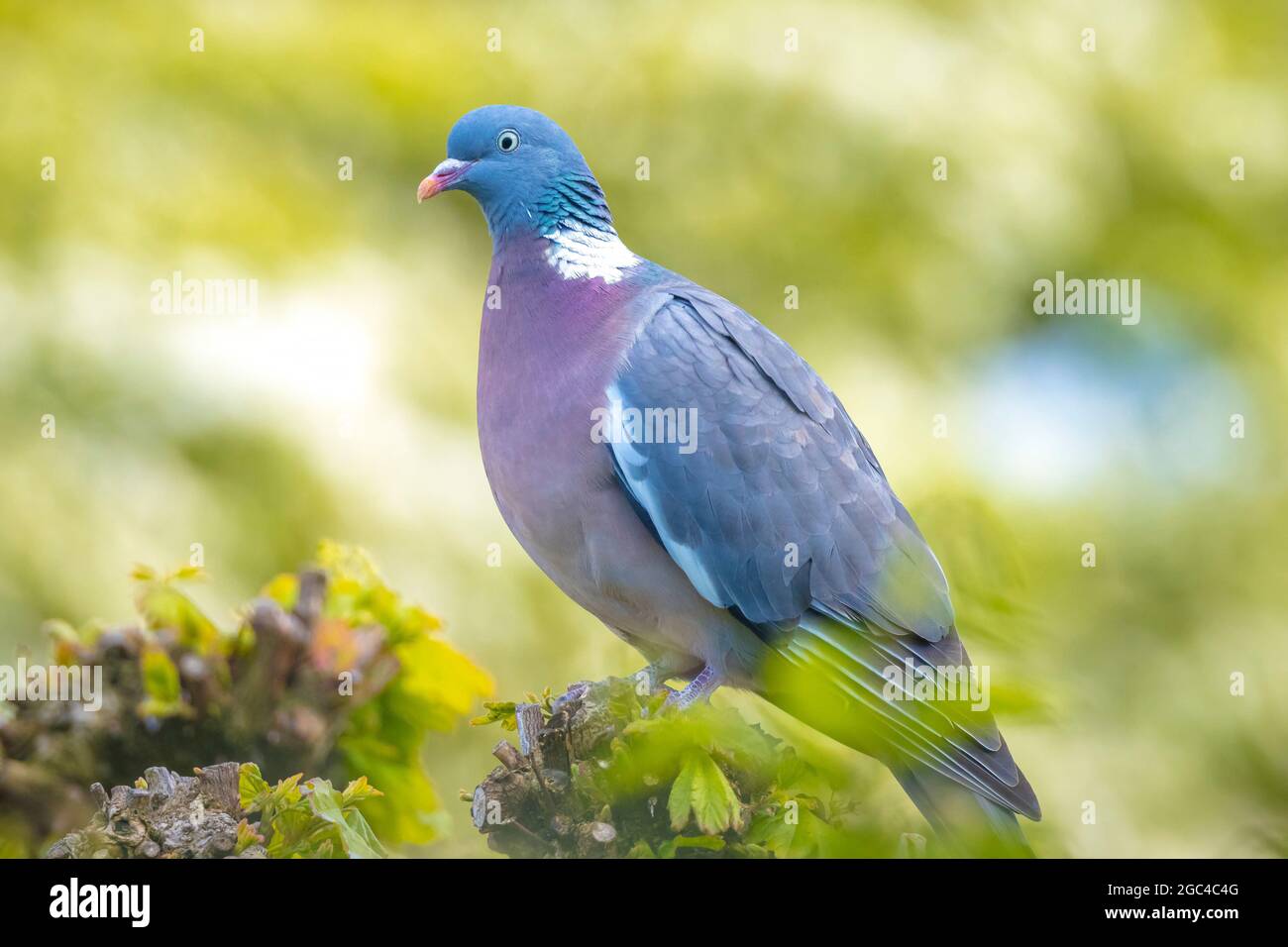Gros plan d'un pigeon en bois, columba Palumbus, perché dans un champ Banque D'Images
