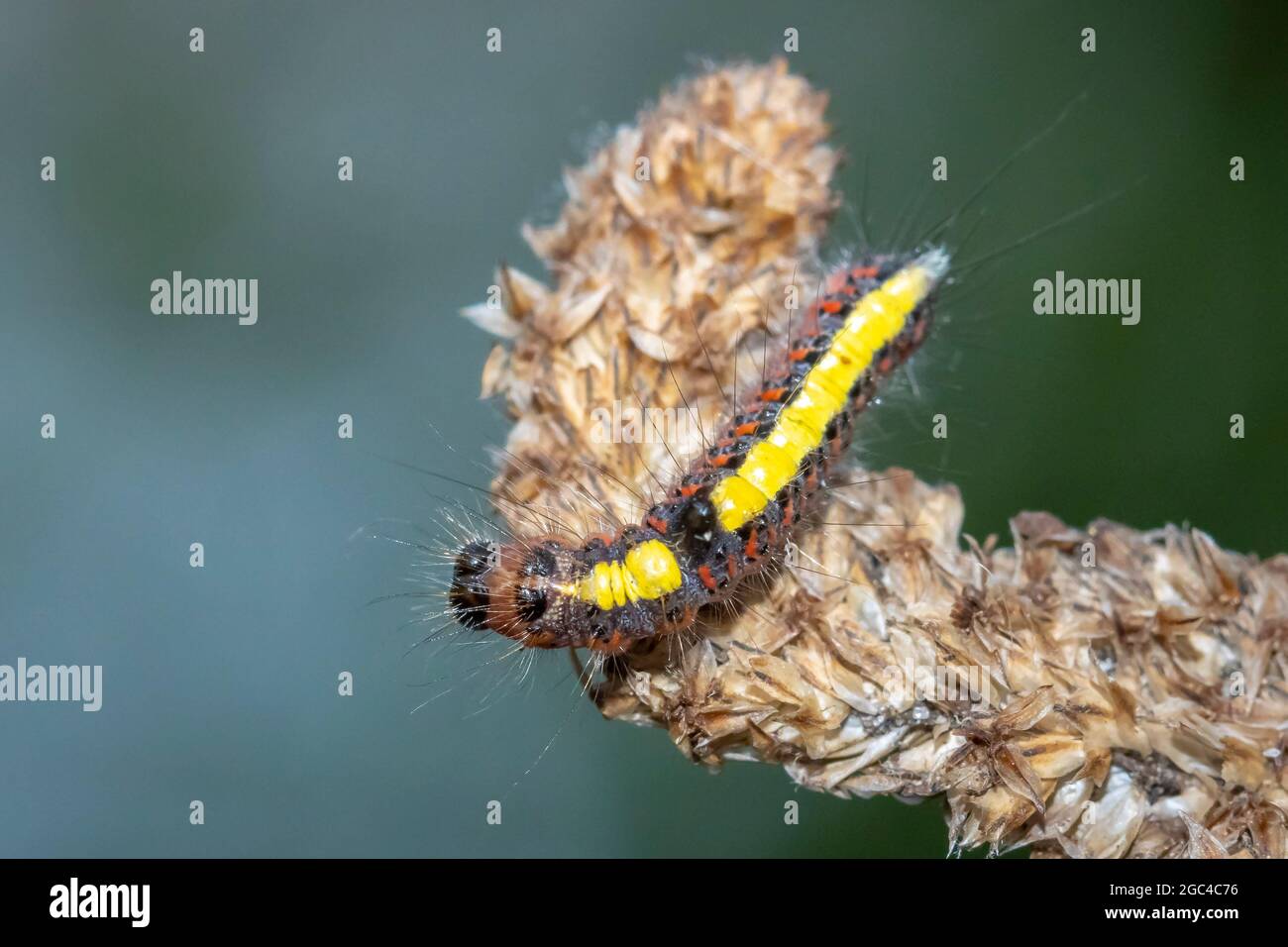 Gros plan d'une chenille d'un poignard gris, Acronicta psi, rampant de papillon et mangeant dans la forêt Banque D'Images