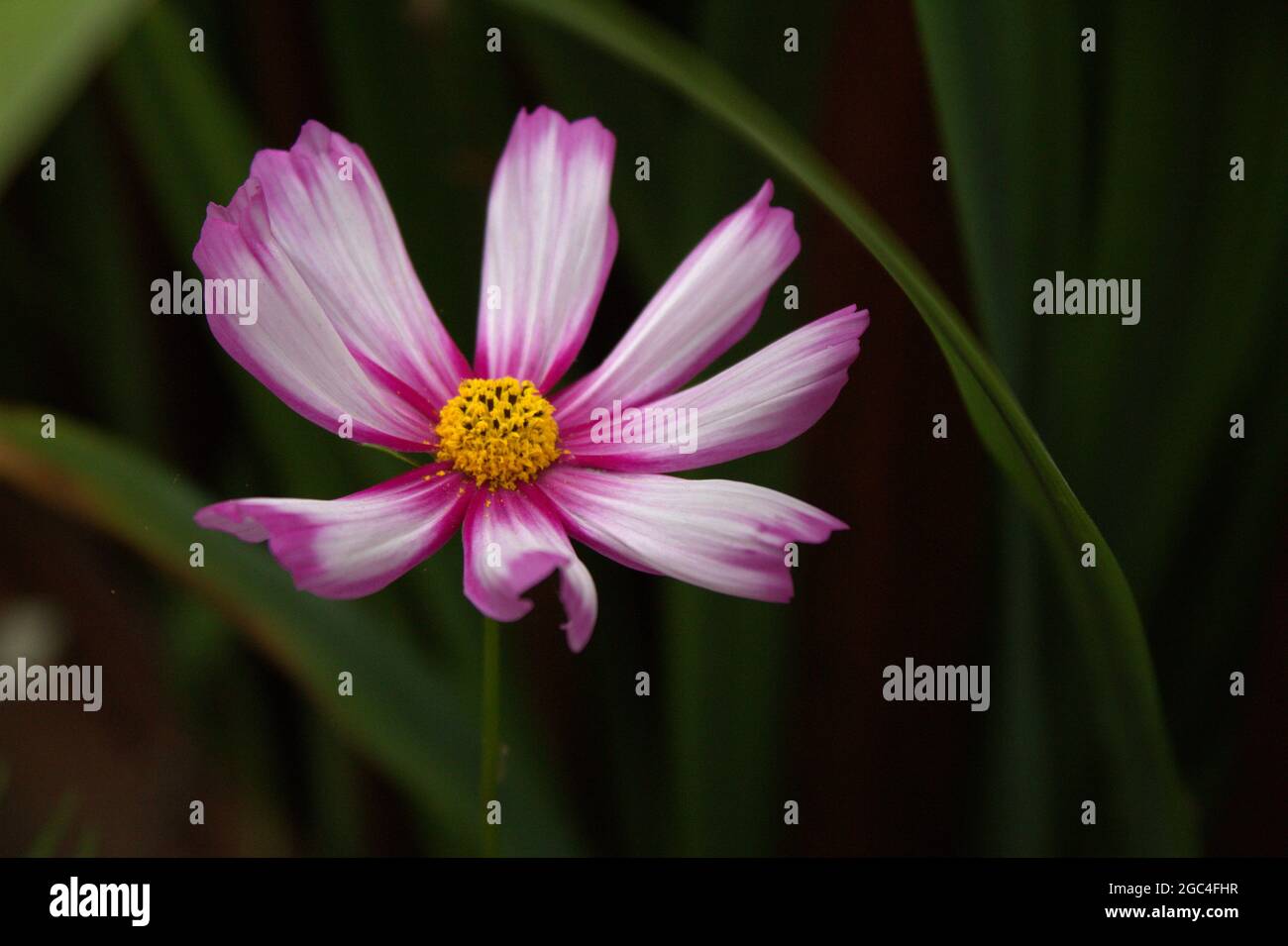 Cosmos Flower Portrait, une fleur Banque D'Images