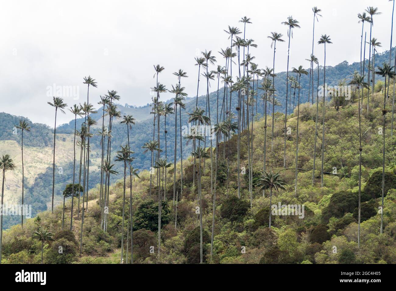 Grands palmiers à cire dans la vallée de Cocora, Colombie. Banque D'Images