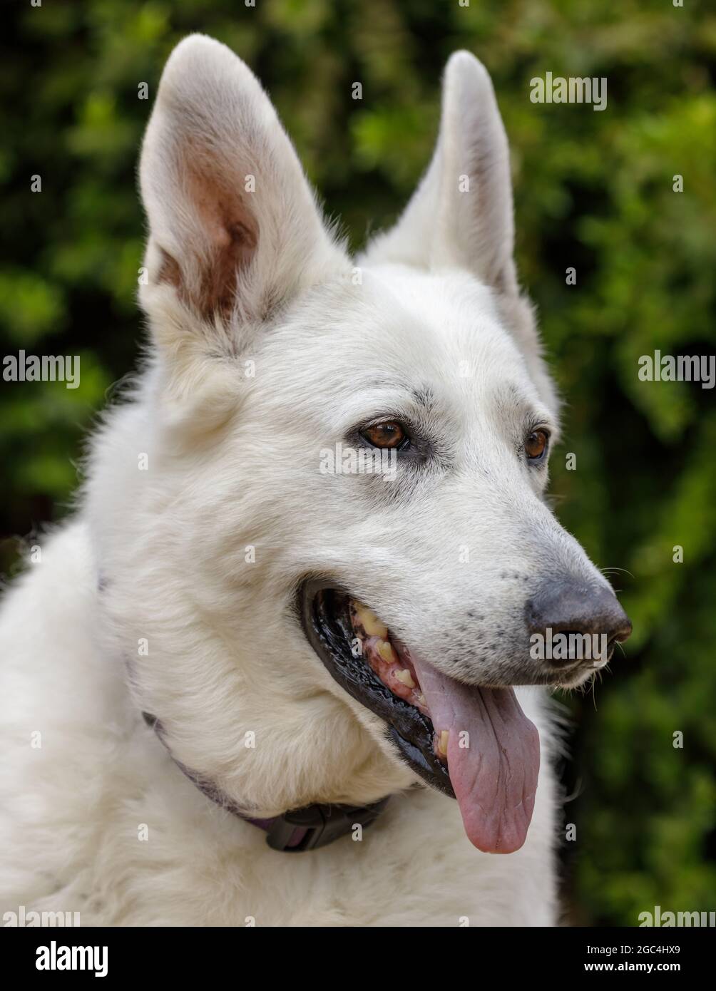 Femme de 10 ans, tête de berger blanche. Parc pour chiens hors-laisse dans le nord de la Californie. Banque D'Images