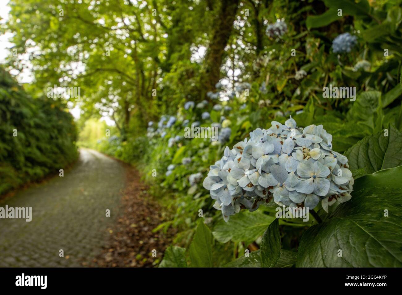 Hydrangea fleurit et arbres verts, sur les îles des Açores, Sao Miguel, route. Banque D'Images