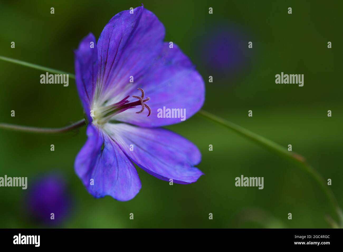 Fleur de géranium, forme cultivée avec des pétales bleu lilas, macro-prise avec foyer sur le pistil et le pollen, fond vert foncé avec espace de copie, sélecte Banque D'Images