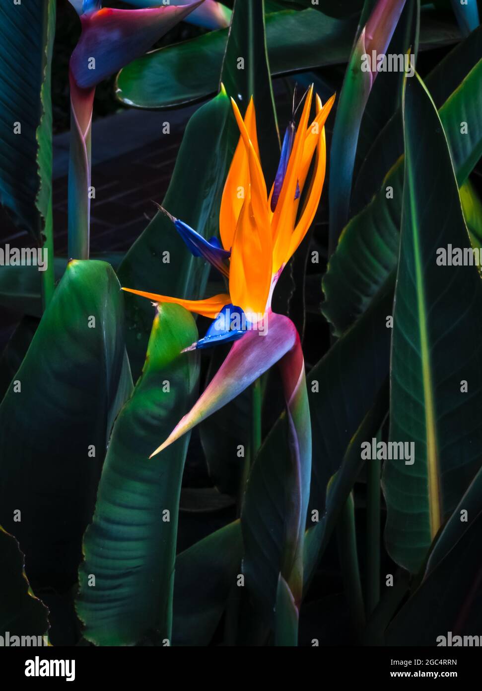 des fleurs d'oiseau de paradis aux couleurs vives se ferment dans un jardin de feuilles vert foncé Banque D'Images