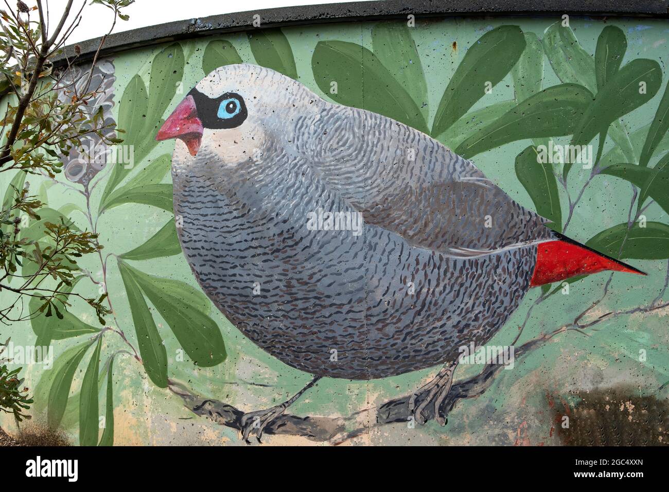 FiRetail Finch Art on Water Tank, venus Bay, Victoria, Australie Banque D'Images