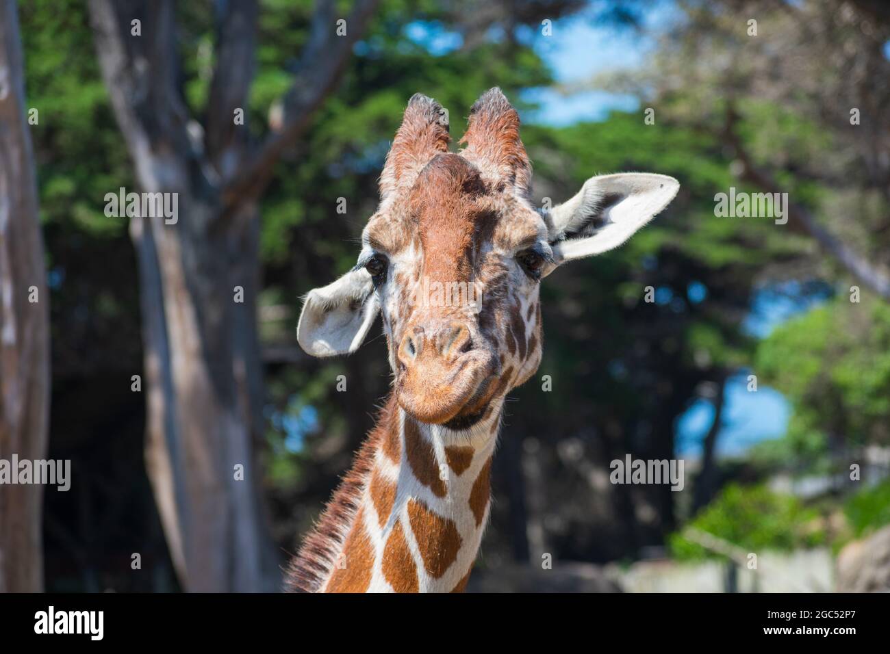 Portrait de la tête de girafe. Giraffe regarde curieusement directement l'appareil photo avec des oreilles orientées dans différentes directions. Arrière-plan d'arbres verts flou Banque D'Images