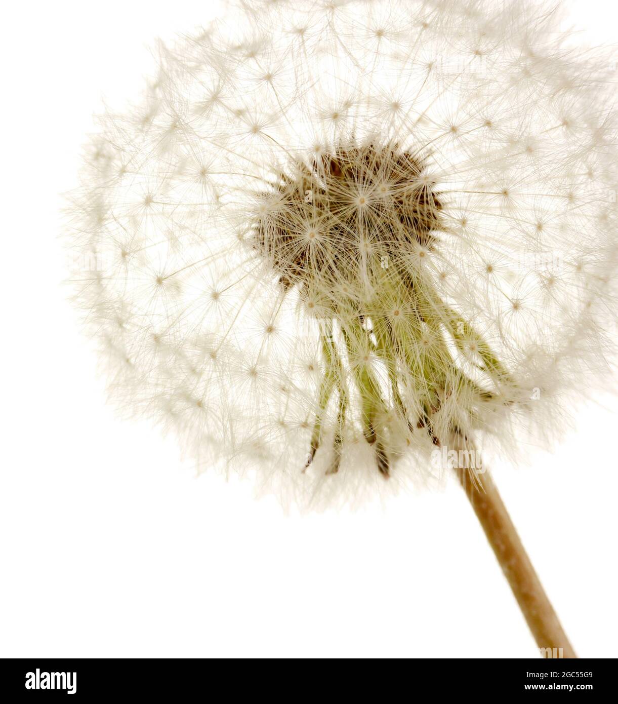 Pissenlit Belle Avec Des Graines Isolated On White Photo Stock Alamy