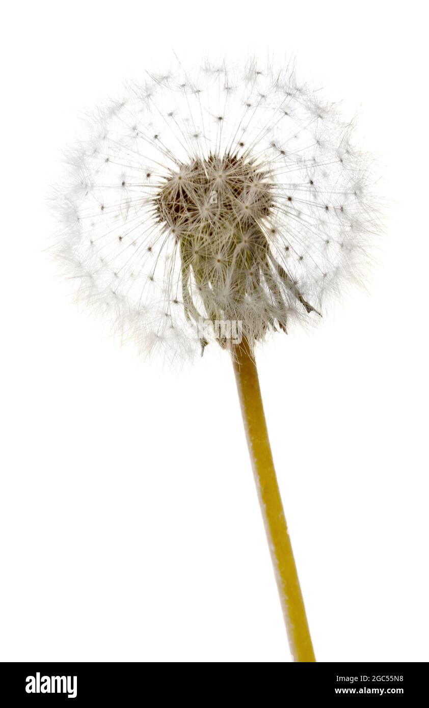 Pissenlit Belle Avec Des Graines Isolated On White Photo Stock Alamy