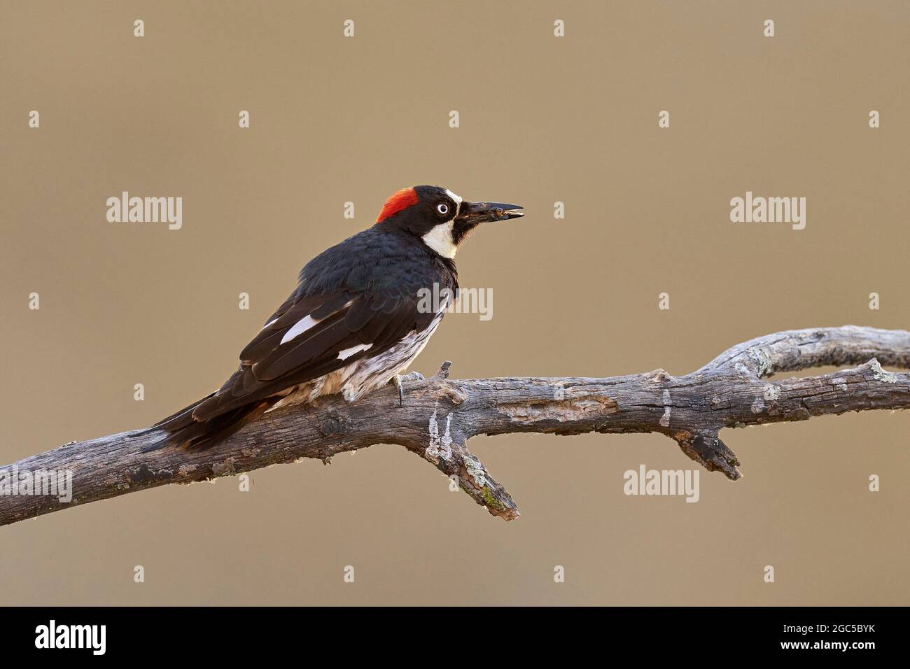 Acorn Woodpecker (Melanerpes formacivorus) Comté de Sacramento Californie Banque D'Images