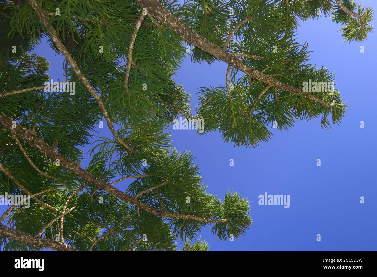 En regardant à travers des branches de pin à hoop (Araucauria) dans un ciel parfaitement bleu, l'île de Goldsmith, le parc national des îles Whitsunday, Queensland, Australie Banque D'Images