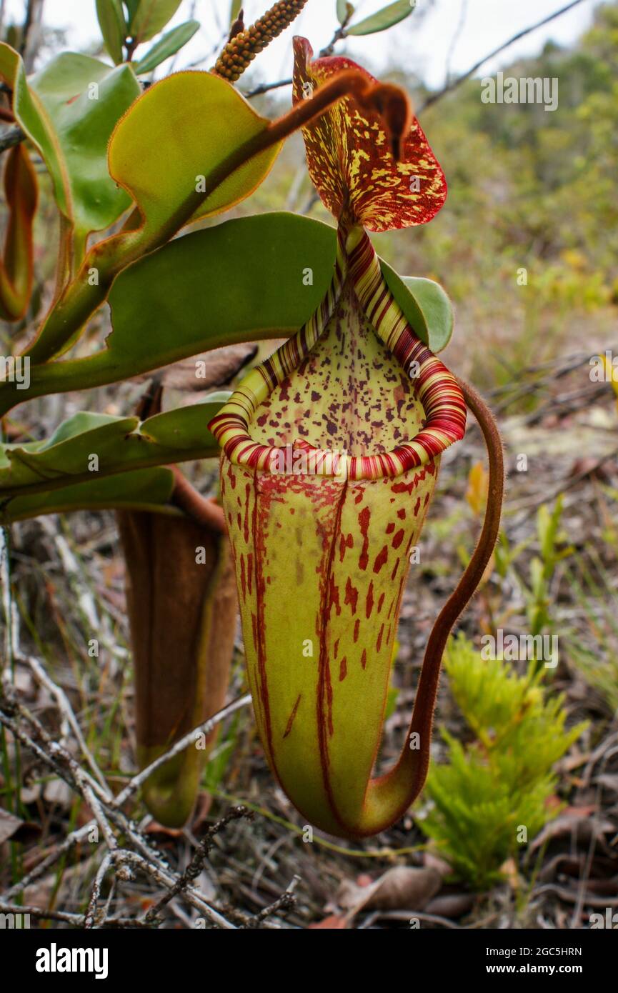 Pichet de la plante carnivore Nepenthes stenophylla x veitchii, un hybride naturel, Bario, Bornéo, Malaisie Banque D'Images