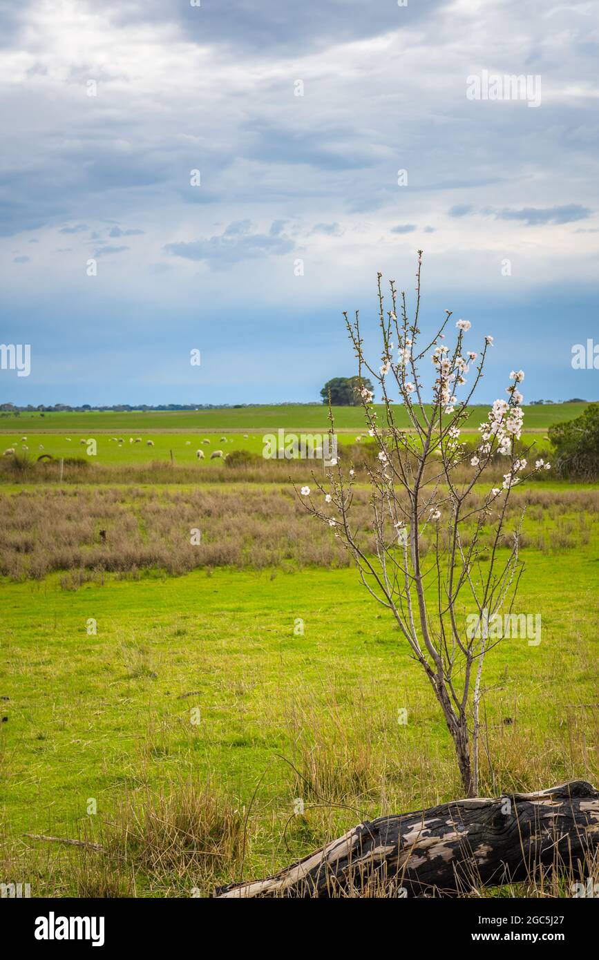 Arbre de pêche fleuri aux magnifiques fleurs roses au début du printemps sous un ciel nuageux sur une ferme de la péninsule d'Eyre en Australie méridionale. Banque D'Images