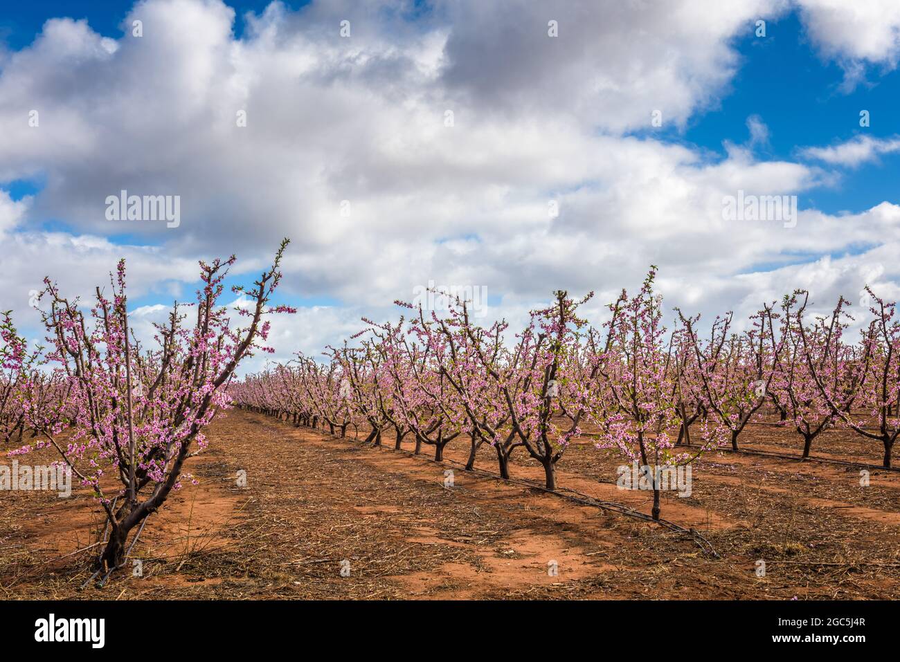 Champ rose de pêche à fleurs avec de magnifiques fleurs roses au début du printemps sous un ciel nuageux dans un verger en Australie méridionale. Banque D'Images