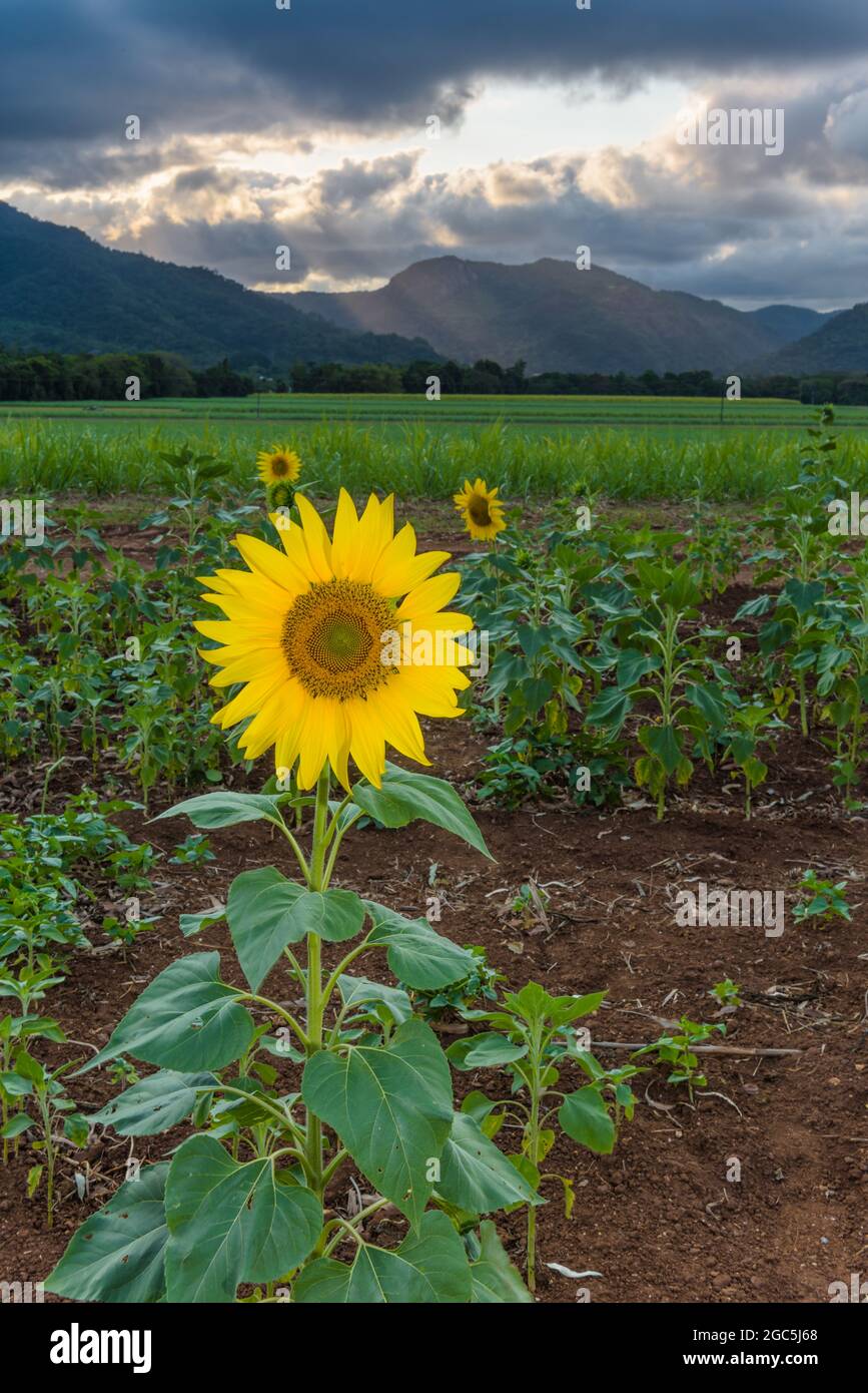 Une vue sur les montagnes lointaines sous une tempête de rassemblement au coucher du soleil à travers une culture de tournesol sur une ferme à Cairns, Queensland, Australie. Banque D'Images