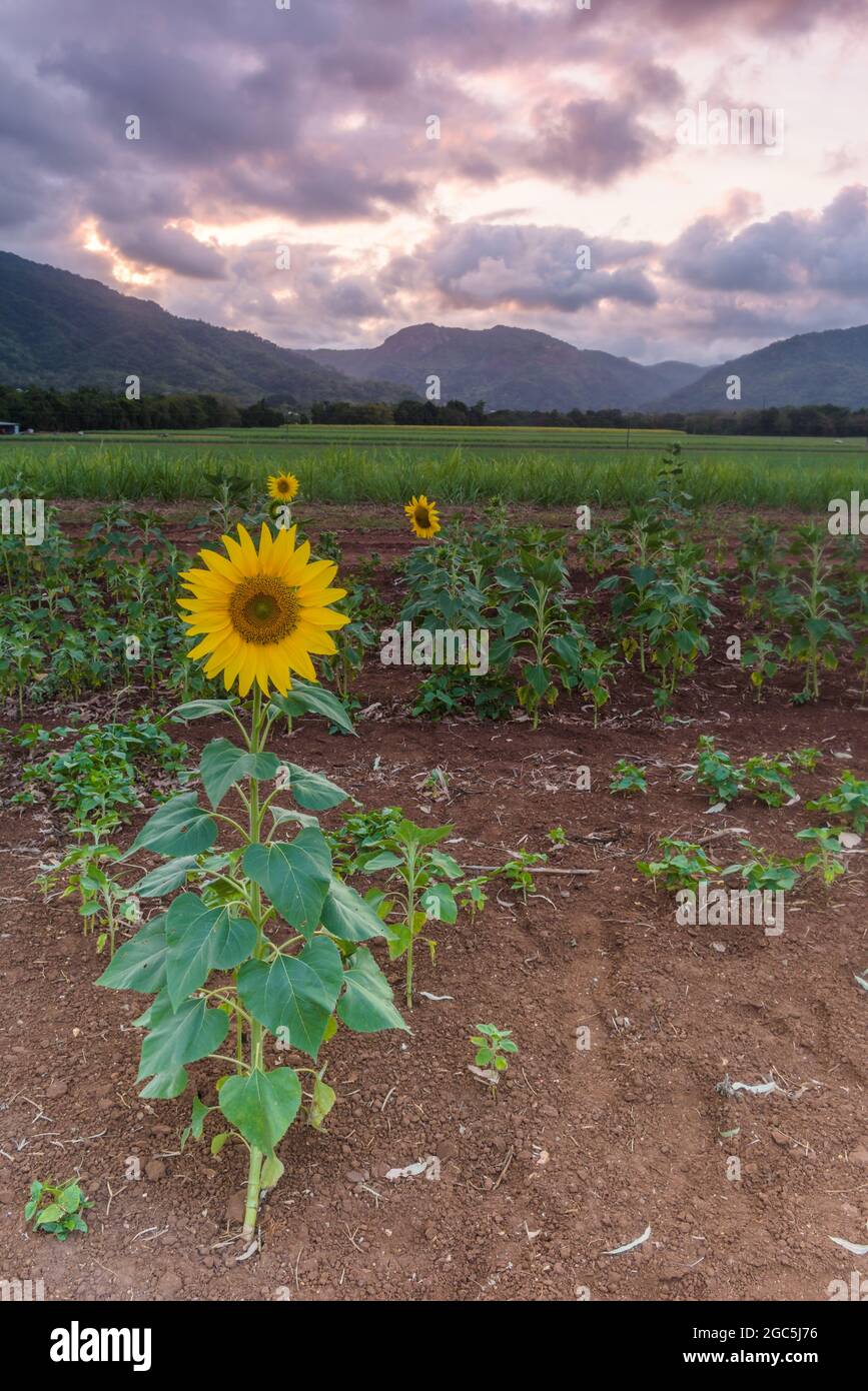 Une vue sur les montagnes lointaines sous une tempête de rassemblement au coucher du soleil à travers une culture de tournesol sur une ferme à Cairns, Queensland, Australie. Banque D'Images