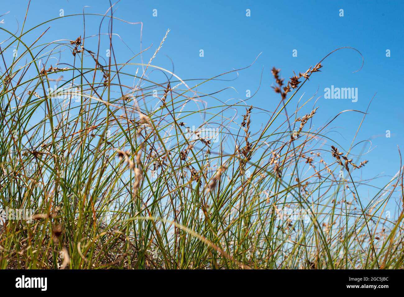 Herbe de prairie contre un ciel bleu. Vue de dessous. Banque D'Images