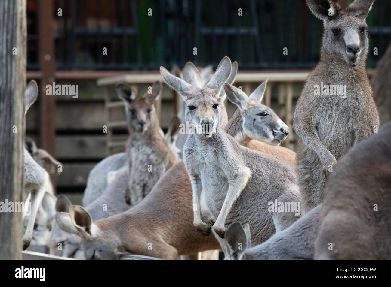 Un grand groupe de kangourous rouges à une alimentation tout en regardant vers le haut. Banque D'Images