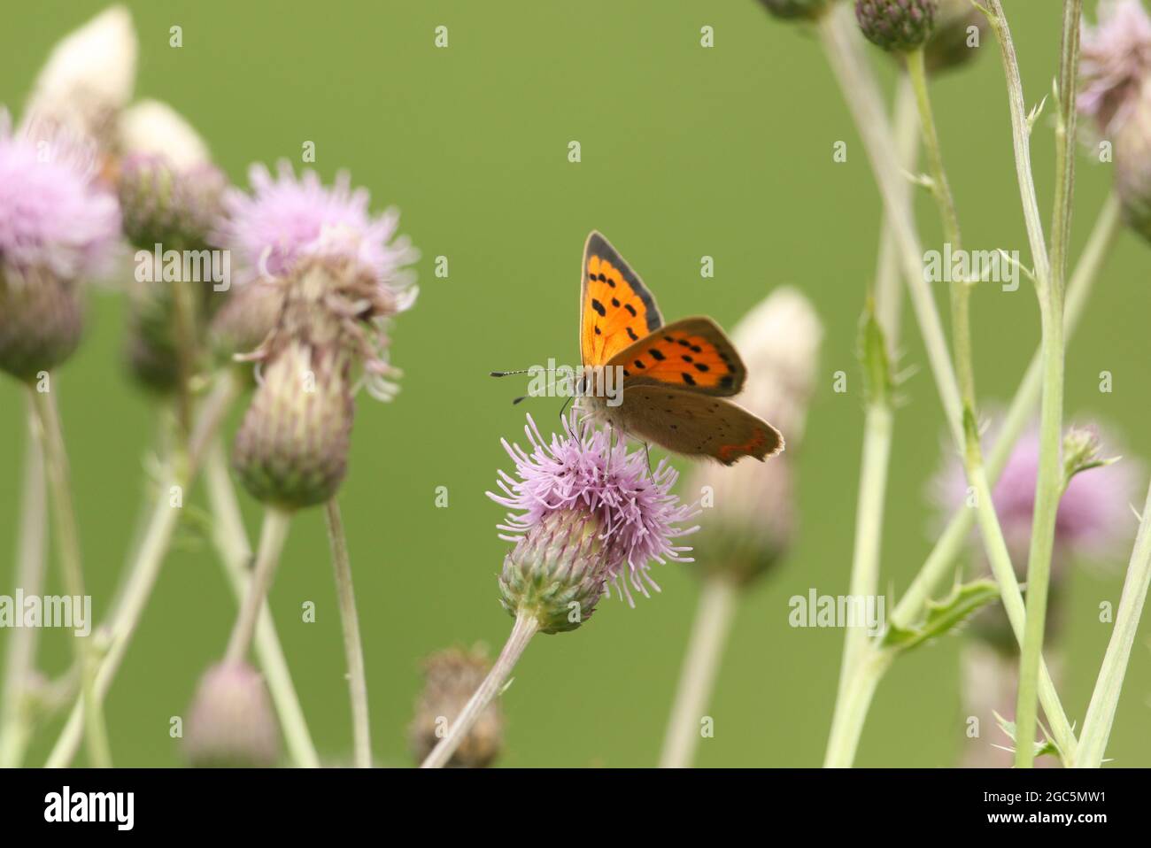 Un petit papillon en cuivre, Lycaena phlaeas, pollinisant une fleur de Thistle. Banque D'Images