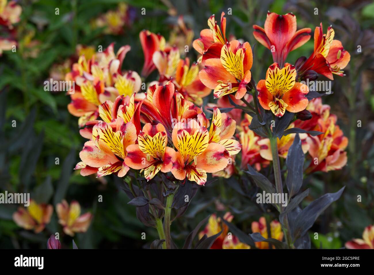 Fleurs et feuilles foncées de Alstroemeria Indian Summer série Tesronto UK août Banque D'Images